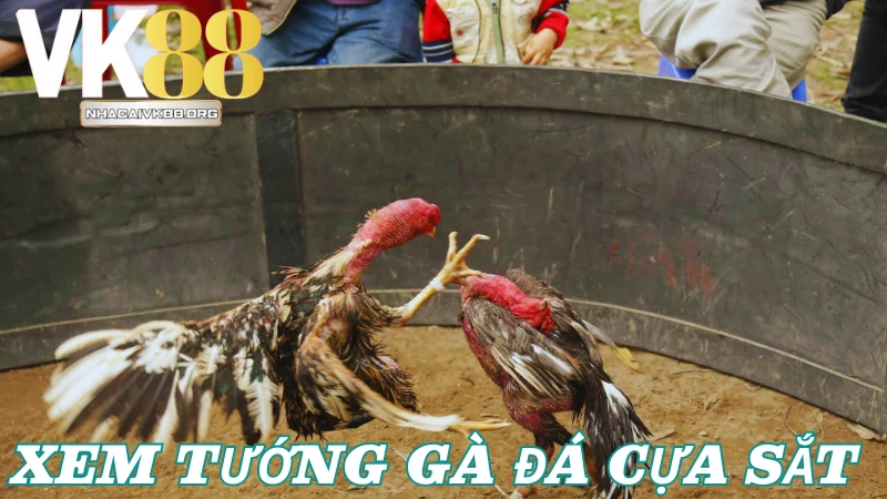 Hướng dẫn xem tướng gà đá cựa sắt chọn lọc từ sư kê