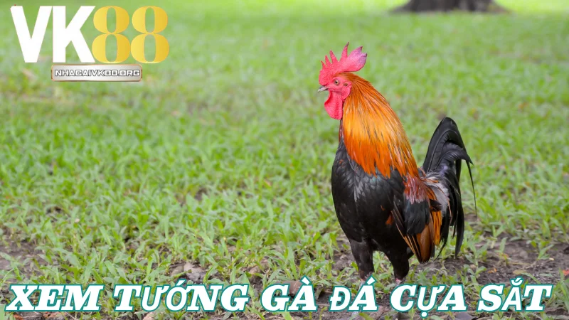 Quan sát kỹ tướng đi 