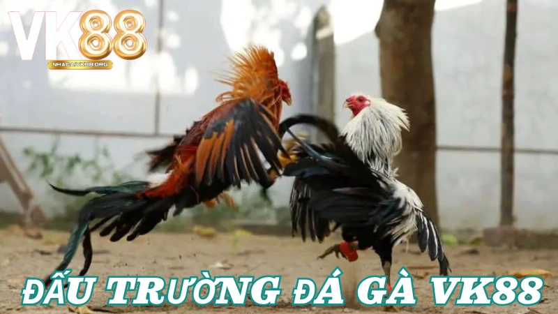 Tại sao anh em nên tham gia đá gà tại VK88?