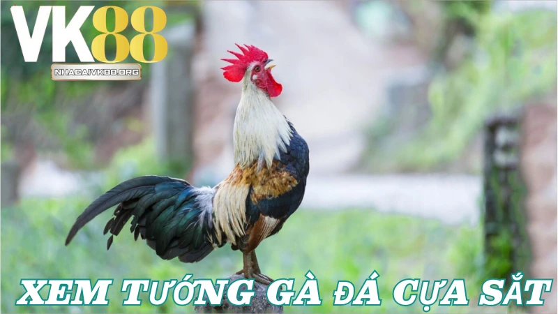 Tầm quan trọng của việc xem tướng gà đá cựa sắt